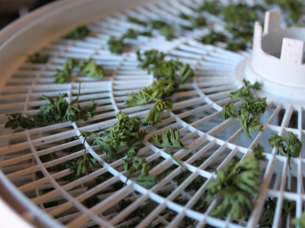 Drying Parsley4