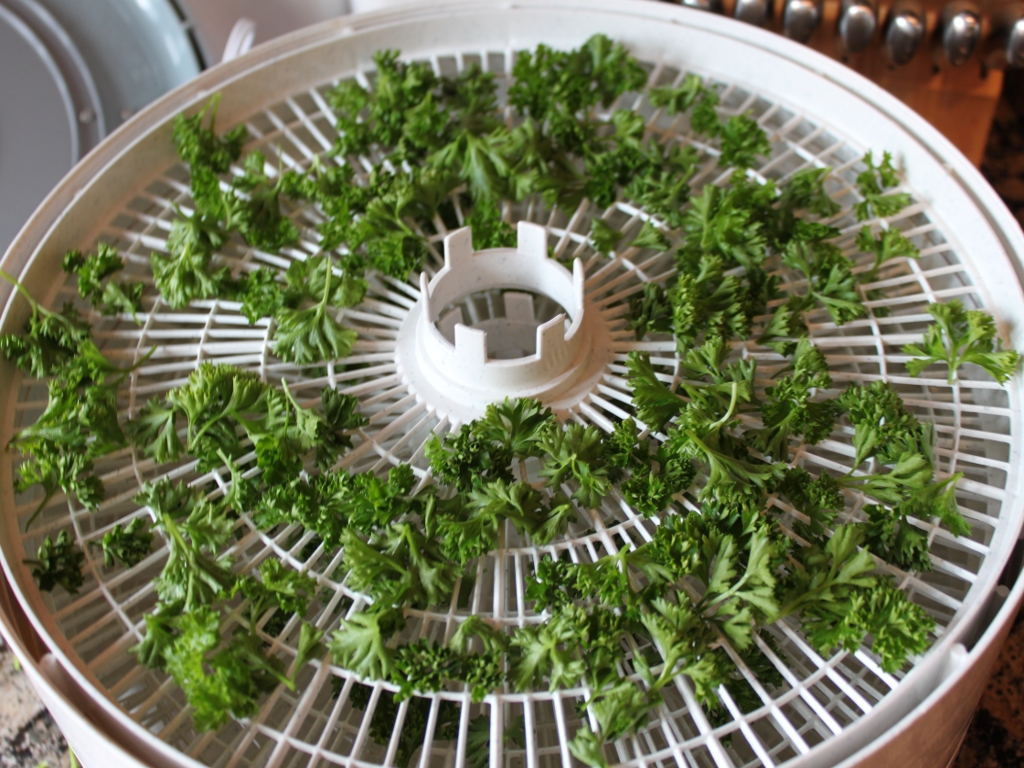 drying parsley1